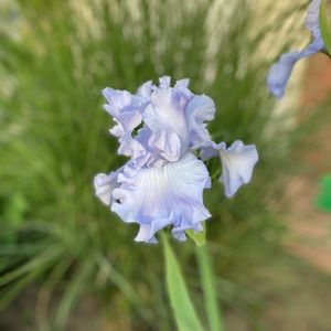 Meet your Posher, Iris